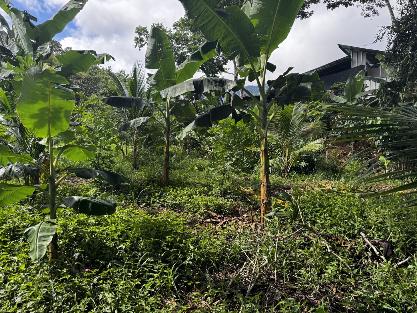 0 bed Land For Sale in Ojochal, Puntarenas - thumb 24