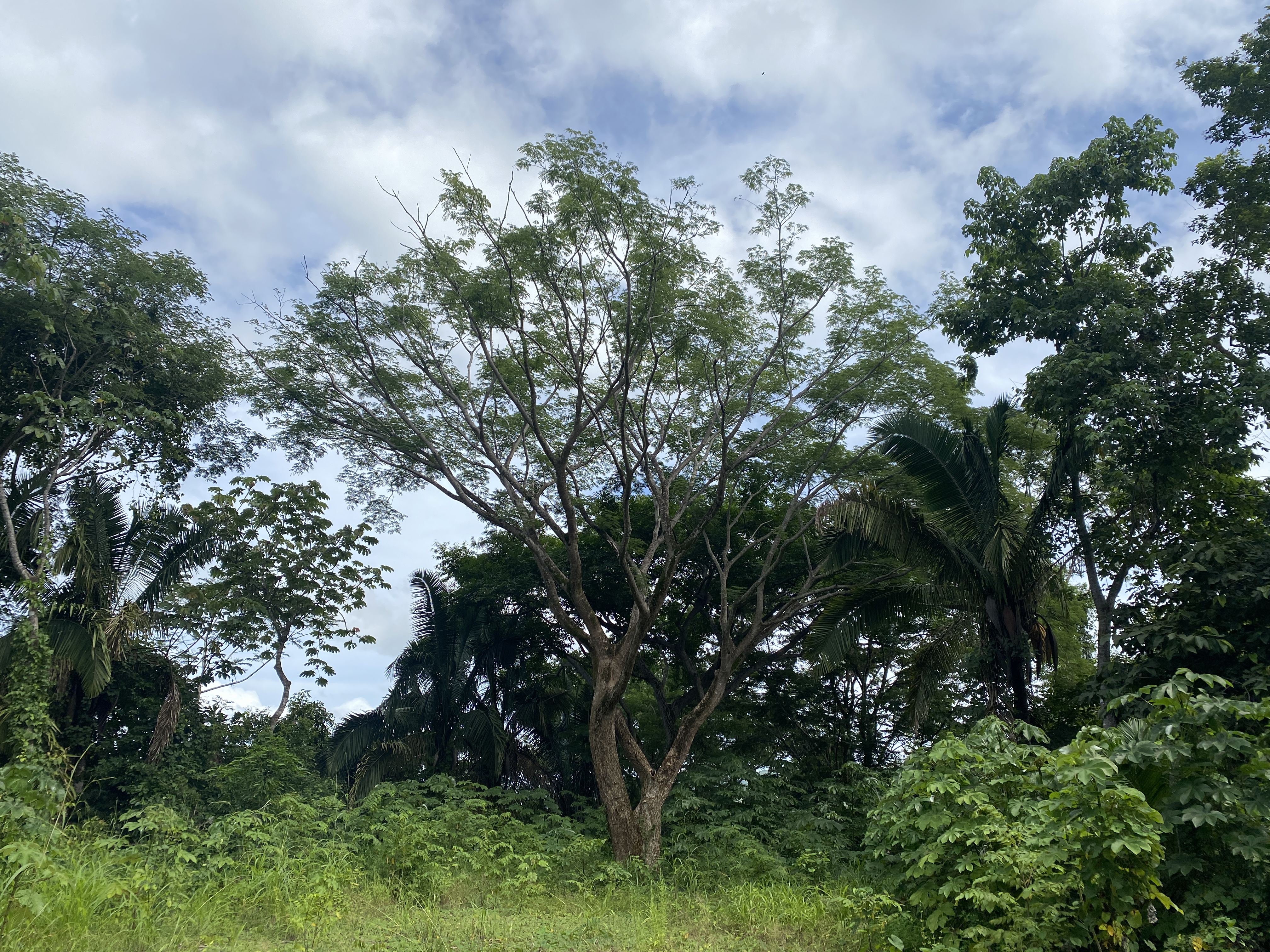 0 bed Land For Sale in Samara, Guanacaste - thumb 8