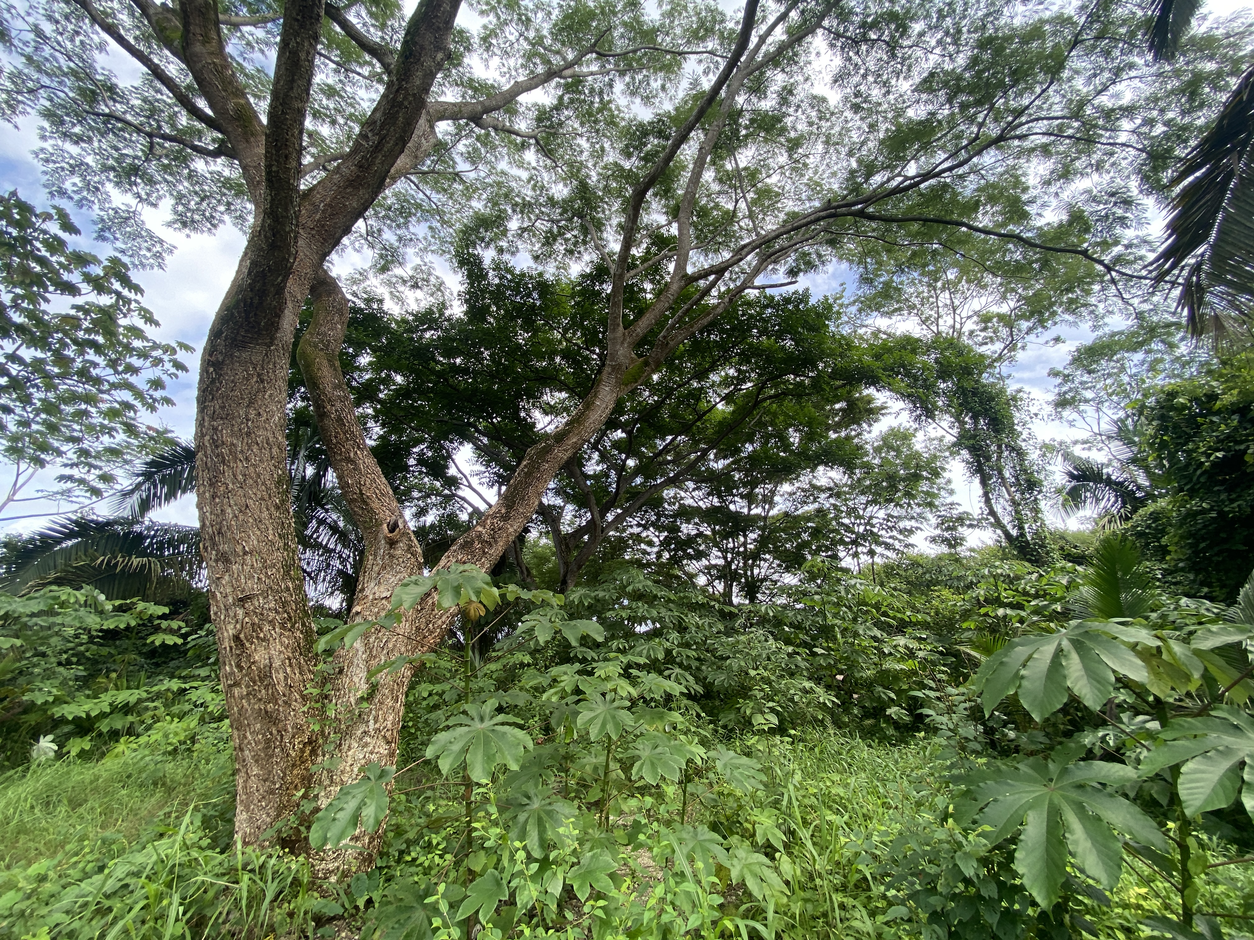 0 bed Land For Sale in Samara, Guanacaste - thumb 12