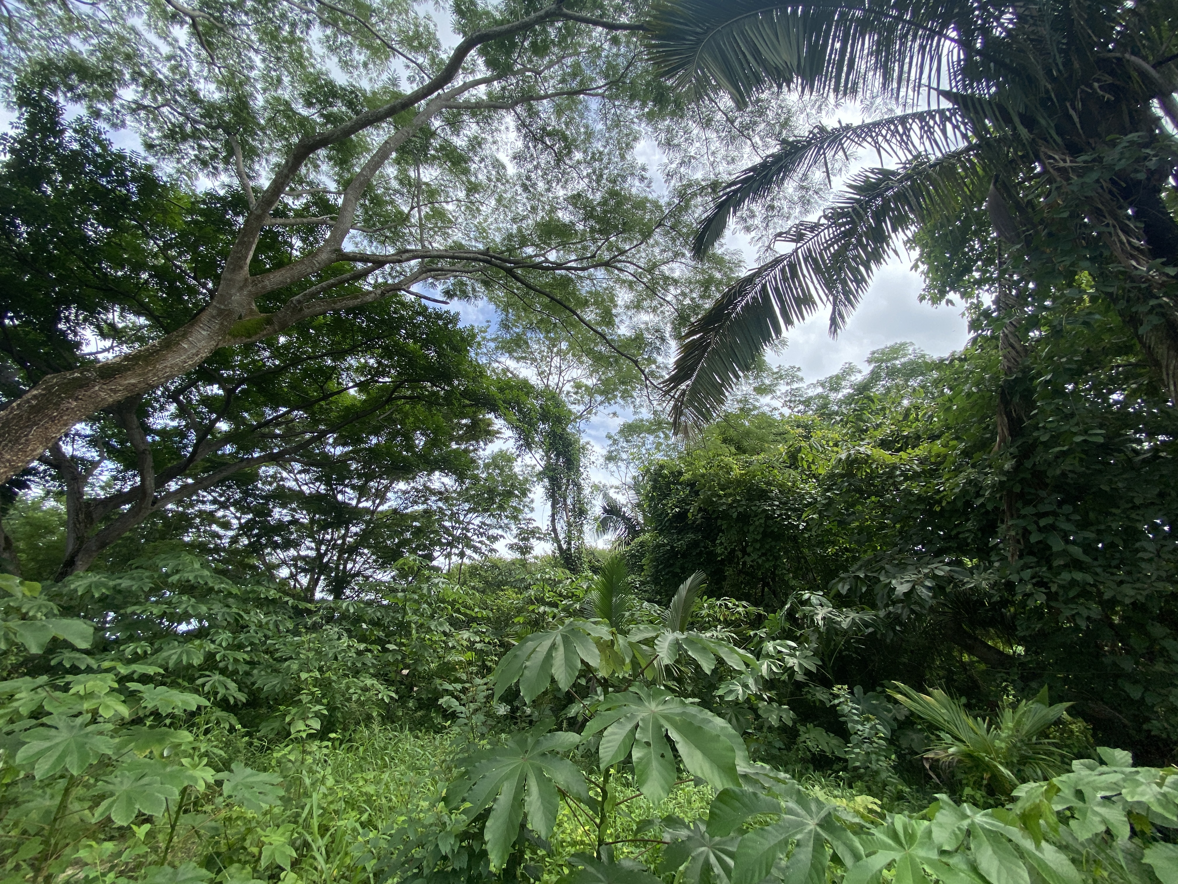 0 bed Land For Sale in Samara, Guanacaste - thumb 14