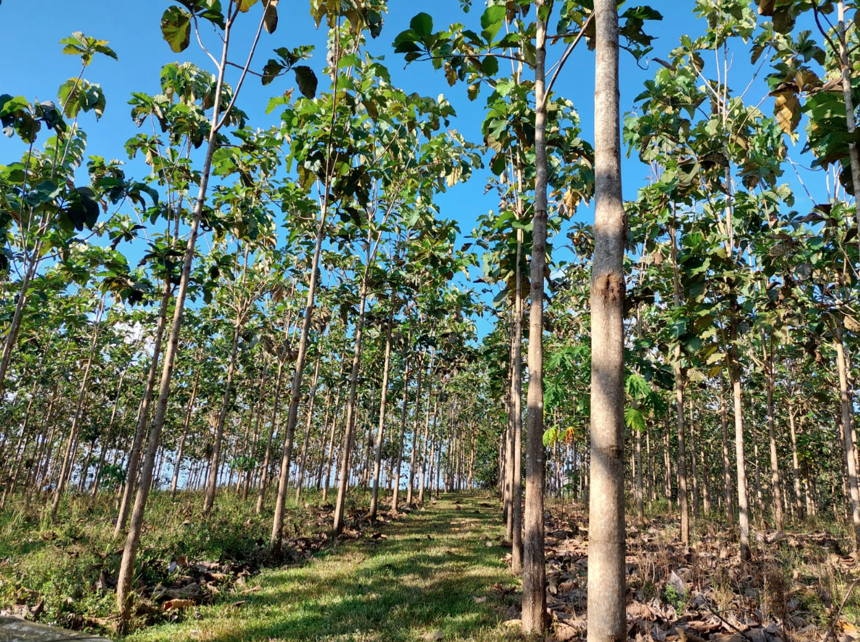 0 bed Land For Sale in Jicaral, Puntarenas - thumb 11