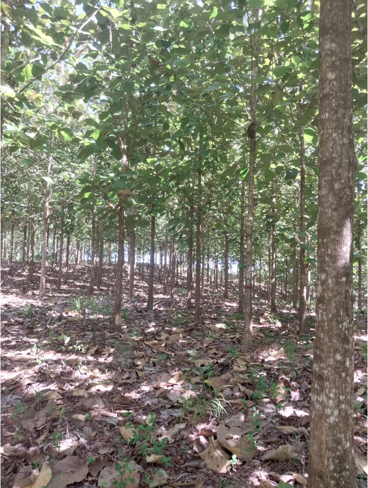 0 bed Land For Sale in Jicaral, Puntarenas - thumb 14