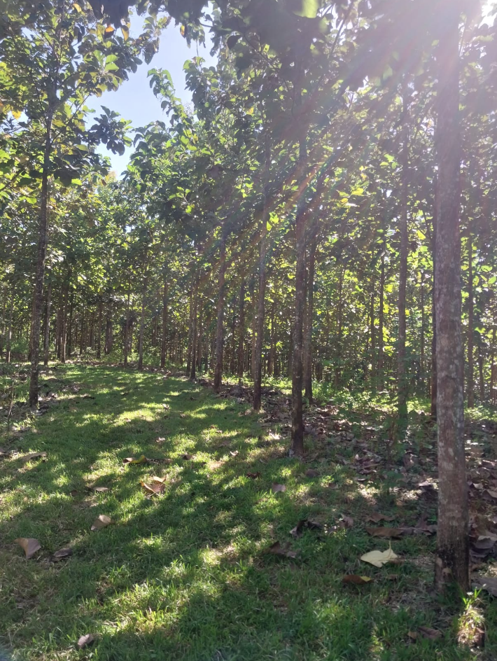 0 bed Land For Sale in Jicaral, Puntarenas - thumb 10