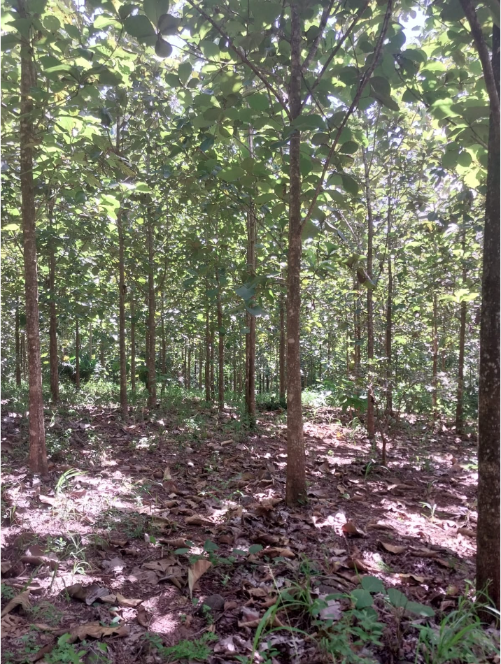 0 bed Land For Sale in Jicaral, Puntarenas - thumb 13