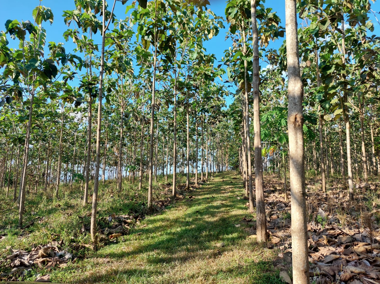 0 bed Land For Sale in Jicaral, Puntarenas - thumb 12