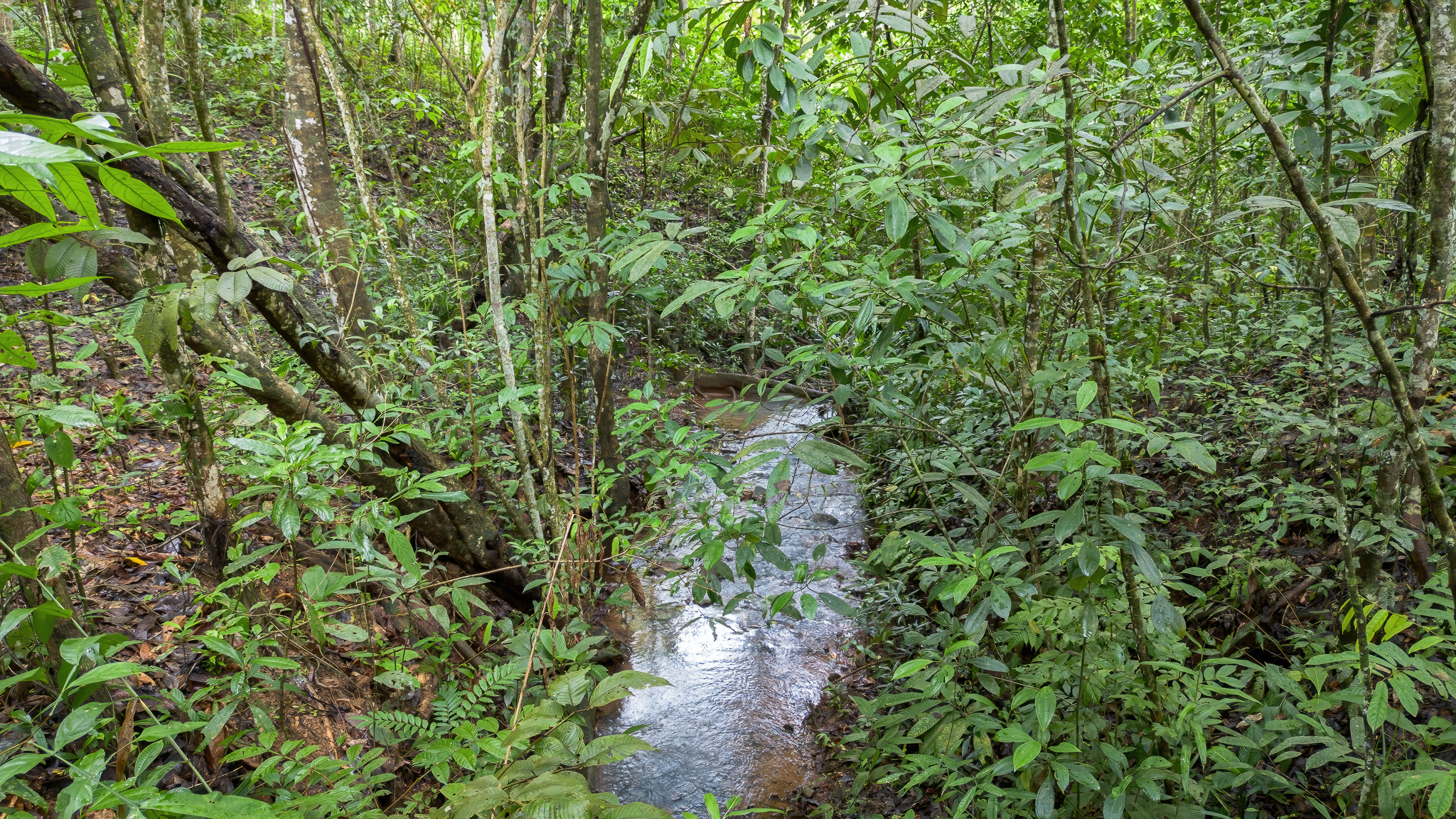 0 bed Land For Sale in Perez Zeledon, San Jose - thumb 10