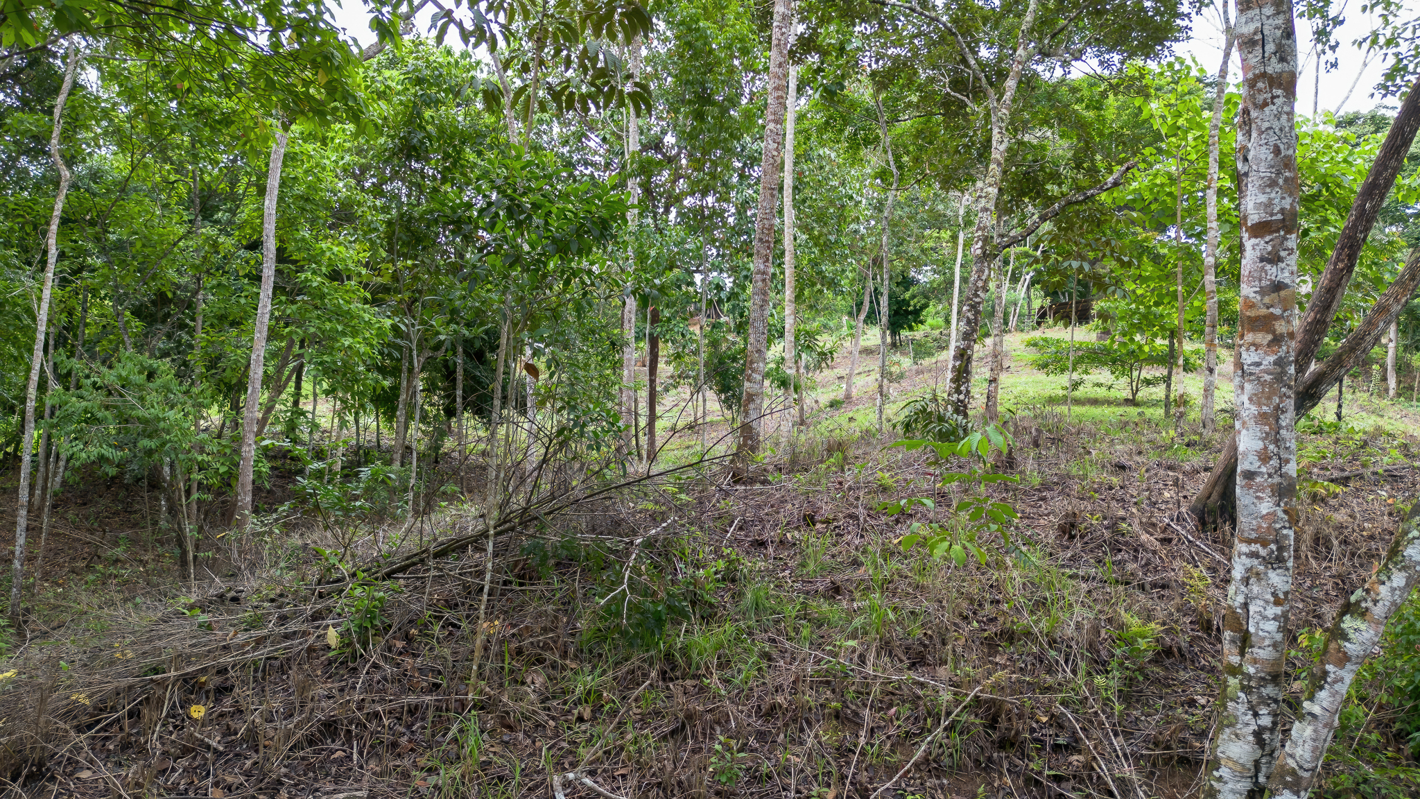 0 bed Land For Sale in Perez Zeledon, San Jose - thumb 8
