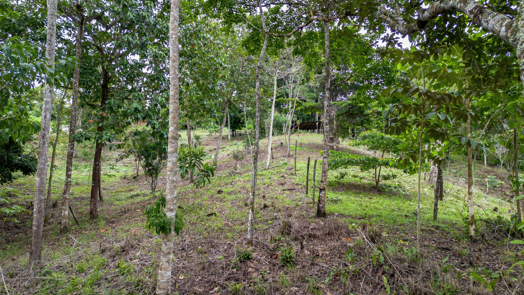 0 bed Land For Sale in Perez Zeledon, San Jose - thumb 7