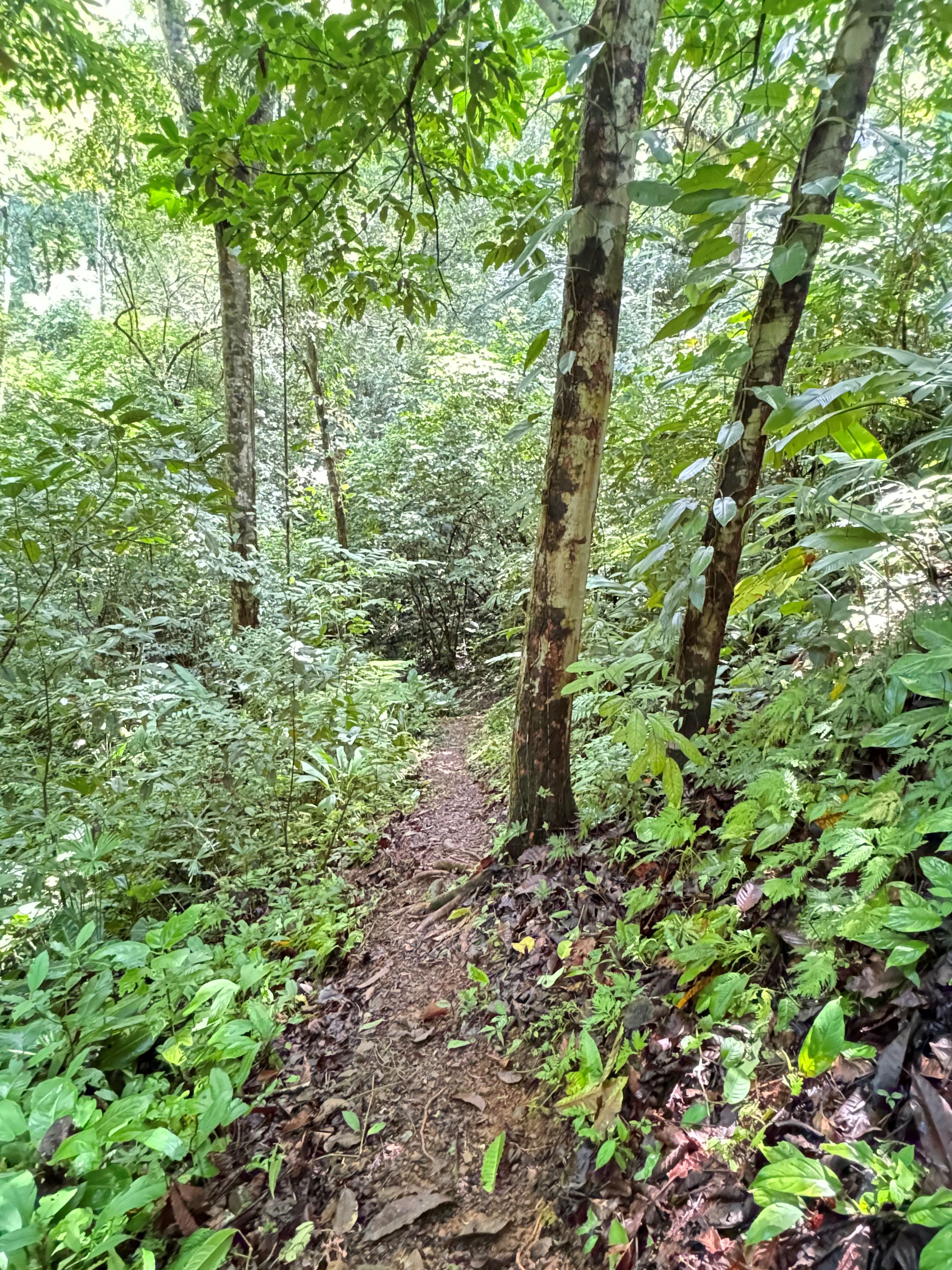 0 bed Land For Sale in Matapalo, Puntarenas - thumb 15