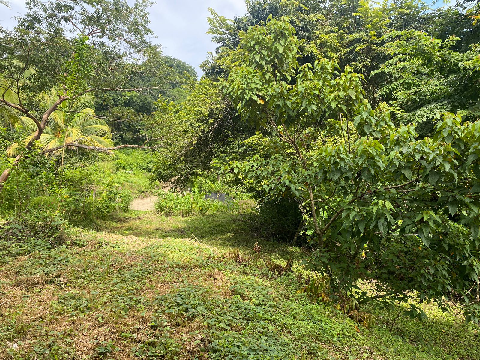 0 bed Land For Sale in Manzanillo, Puntarenas - thumb 8