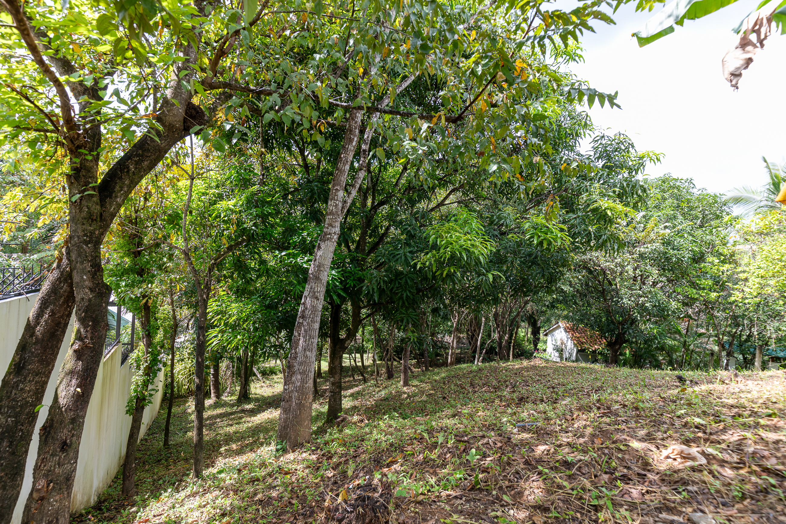 0 bed Land For Sale in Nosara, Guanacaste - thumb 13