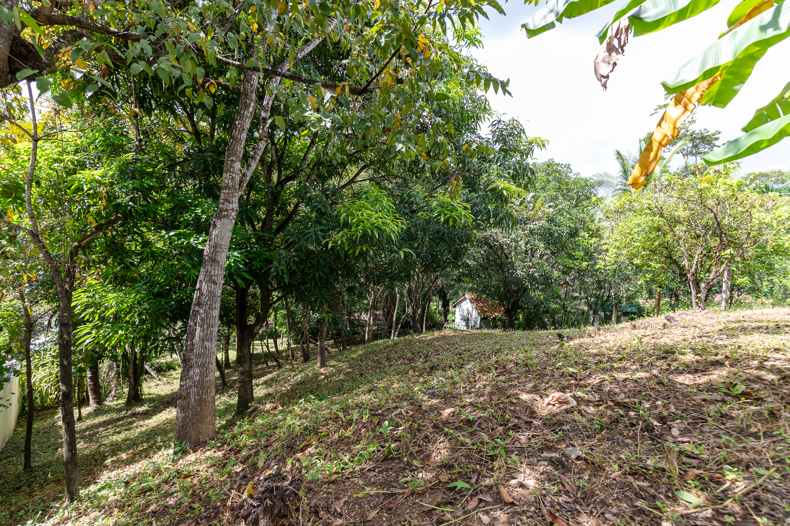 0 bed Land For Sale in Nosara, Guanacaste - thumb 12