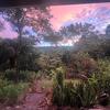  - FIRE SALE Jungle Paradise in Montezuma