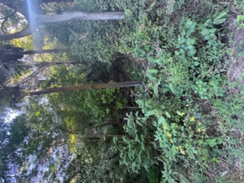 0 bed Land For Sale in Nosara, Guanacaste - 1