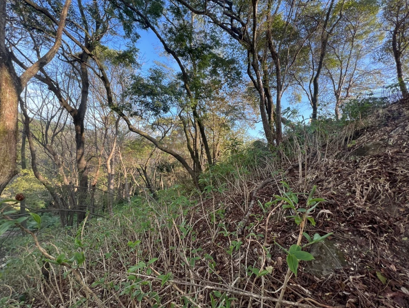 0 bed Land For Sale in Santa Teresa, Puntarenas - thumb 1