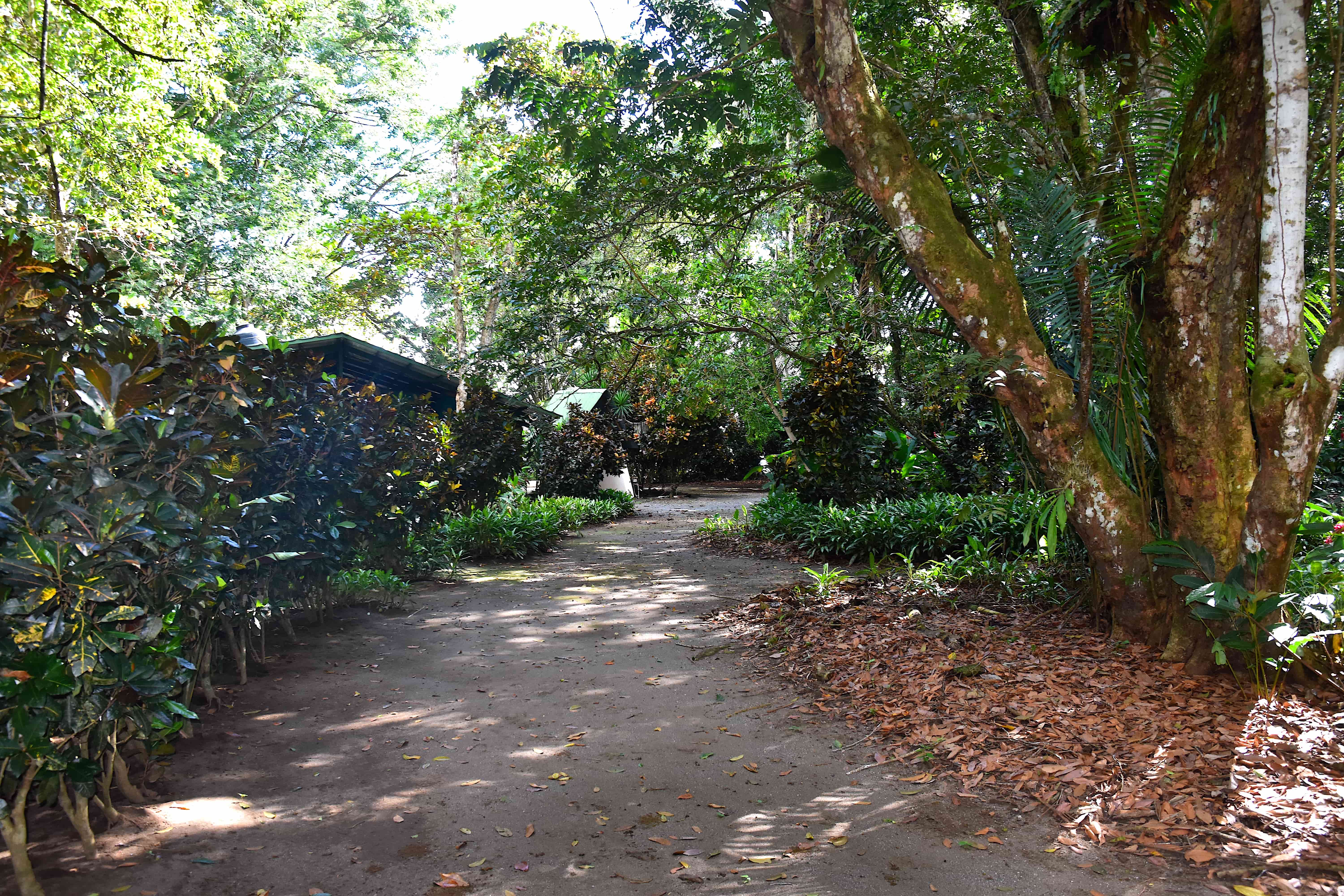 3 bed Single Family Homes For Sale in Puerto Jimenez, Puntarenas - thumb 2