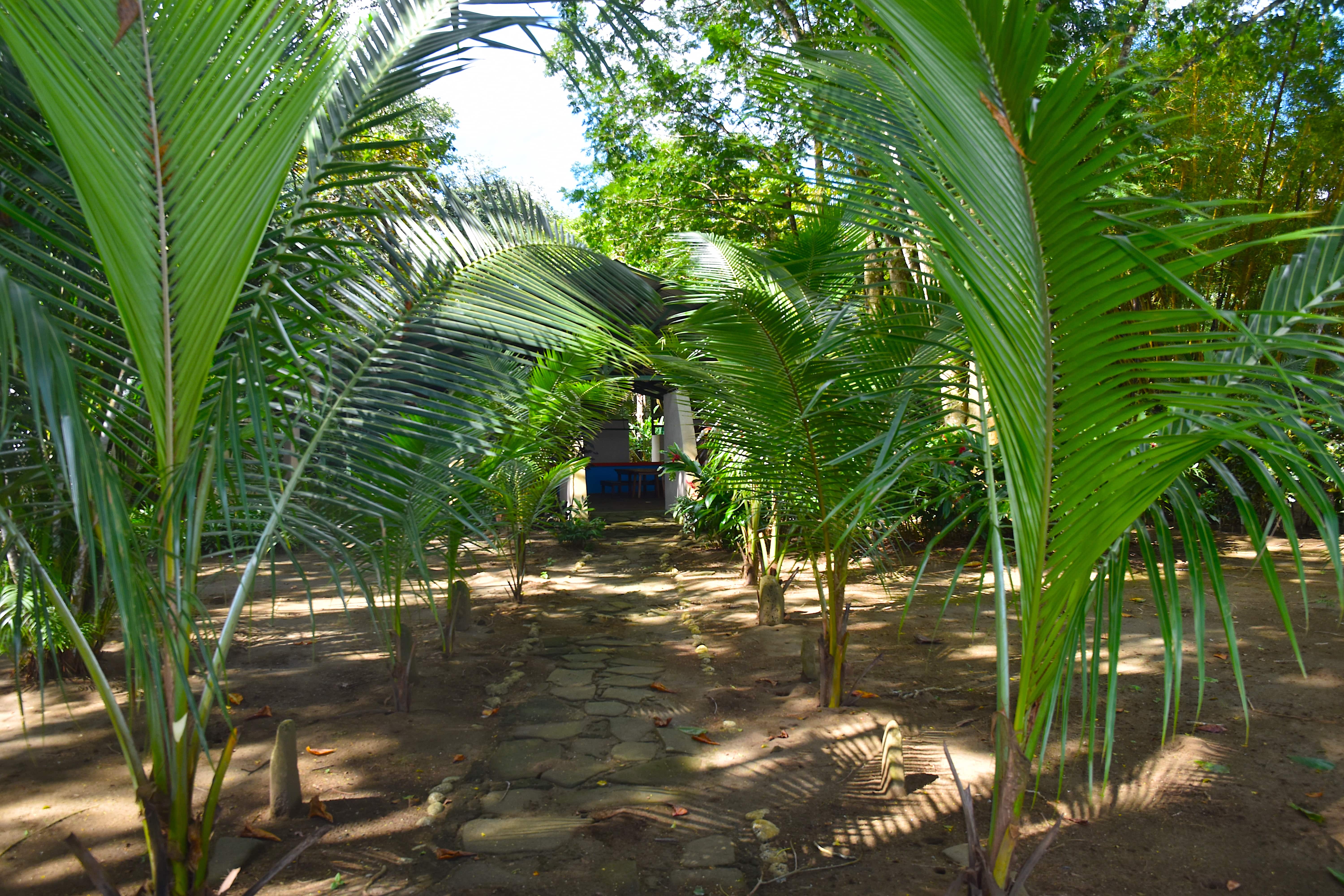 3 bed Single Family Homes For Sale in Puerto Jimenez, Puntarenas - thumb 3