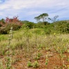  - Generous Land with Beautiful Trees Lot #12 - Private Road Access