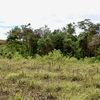  - Generous Land with Beautiful Trees Lot #12 - Private Road Access
