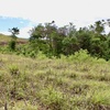 - Generous Land with Beautiful Trees Lot #12 - Private Road Access