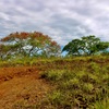  - Generous Land with Beautiful Trees Lot #12 - Private Road Access