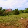  - Generous Land with Beautiful Trees Lot #12 - Private Road Access