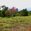  - Generous Land with Beautiful Trees Lot #12 - Private Road Access