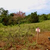  - Generous Land with Beautiful Trees Lot #12 - Private Road Access