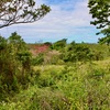  - Generous Land with Beautiful Trees Lot #12 - Private Road Access