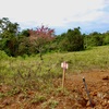  - Generous Land with Beautiful Trees Lot #12 - Private Road Access