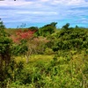  - Generous Land with Beautiful Trees Lot #12 - Private Road Access