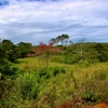  - Generous Land with Beautiful Trees Lot #12 - Private Road Access