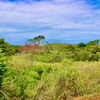  - Generous Land with Beautiful Trees Lot #12 - Private Road Access
