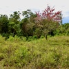  - Generous Land with Beautiful Trees Lot #12 - Private Road Access