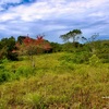  - Generous Land with Beautiful Trees Lot #12 - Private Road Access