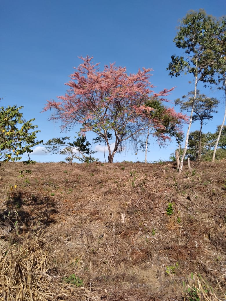 0 bed Land For Sale in Santiago, Puntarenas - thumb 3