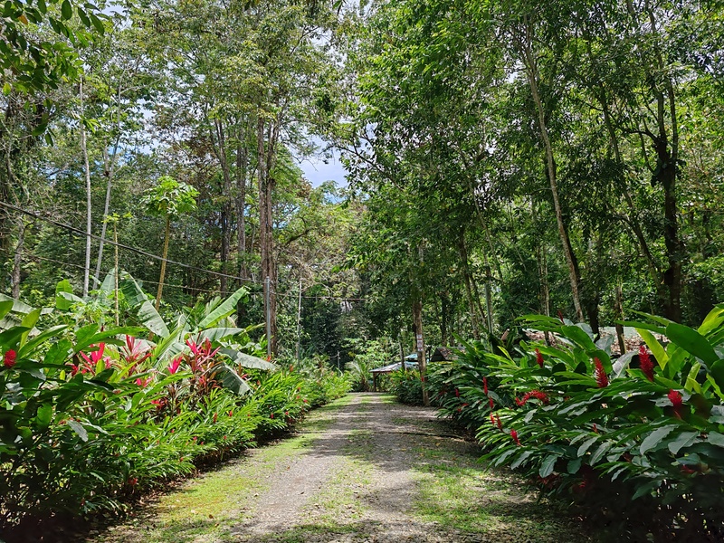 0 bed Land For Sale in Manzanillo Beach, Limón - 1