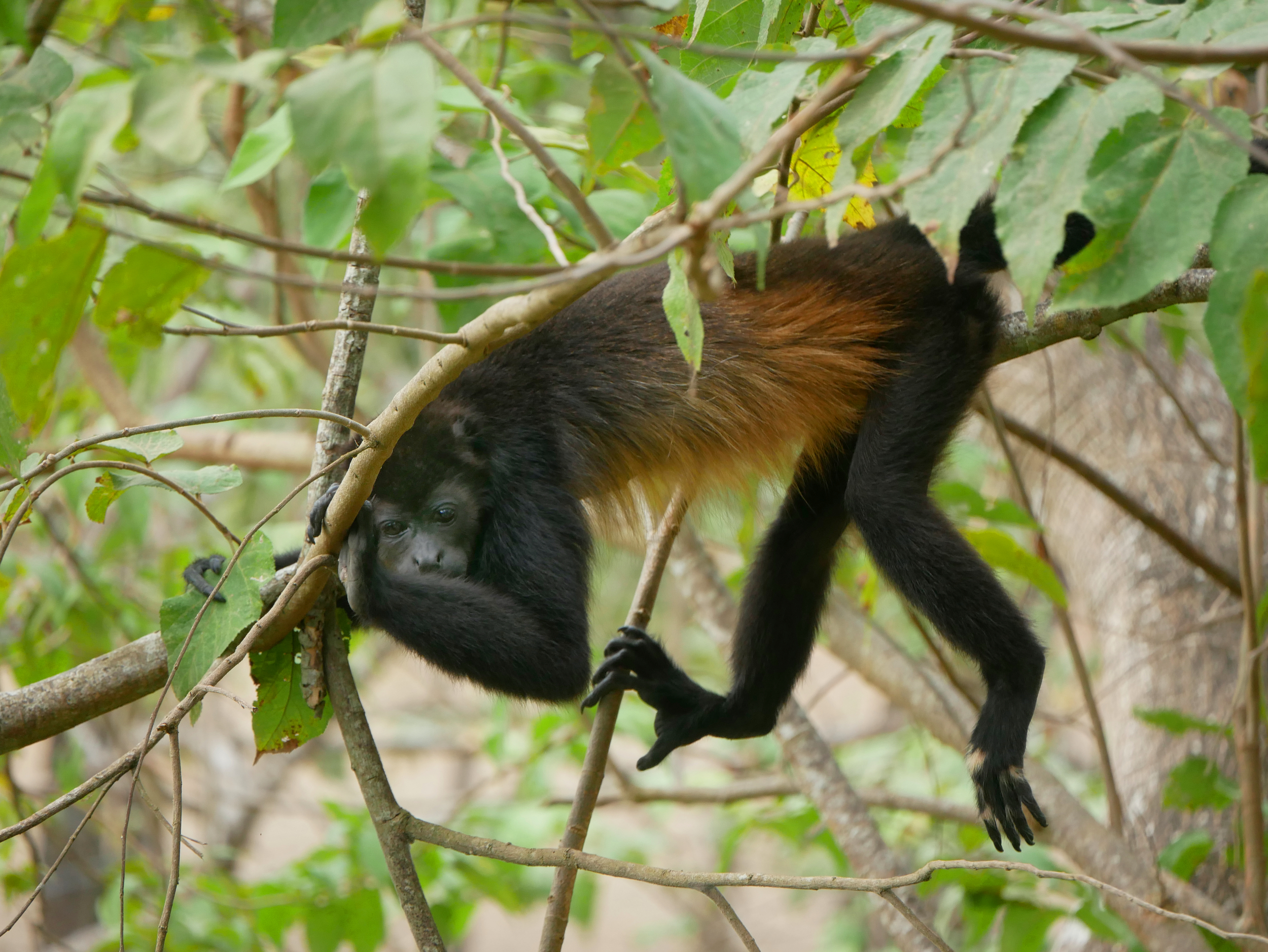 2 bed Single Family Homes For Sale in Samara, Guanacaste - thumb 30