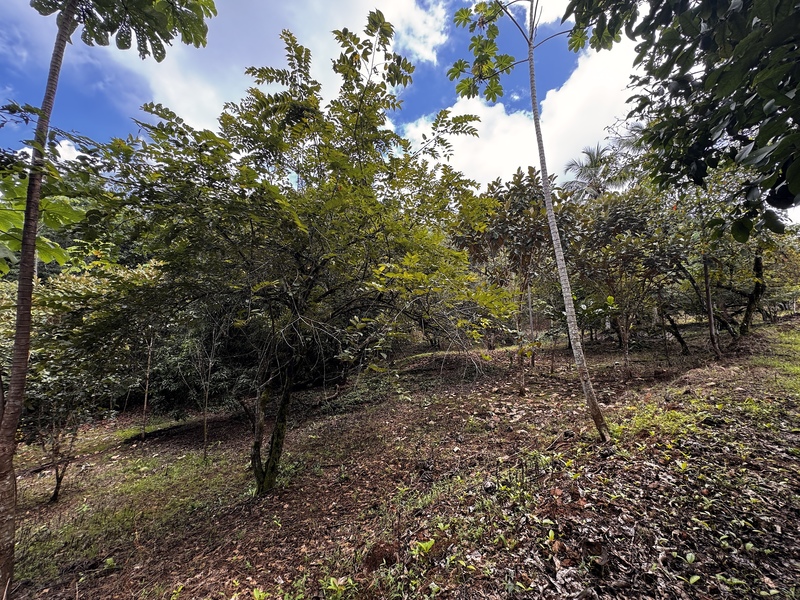 0 bed Land For Sale in Matapalo, Puntarenas - photo 14