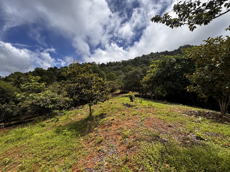 0 bed Land For Sale in Matapalo, Puntarenas - photo 17