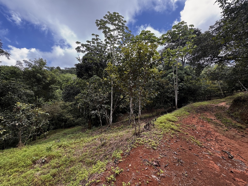 0 bed Land For Sale in Matapalo, Puntarenas - photo 13