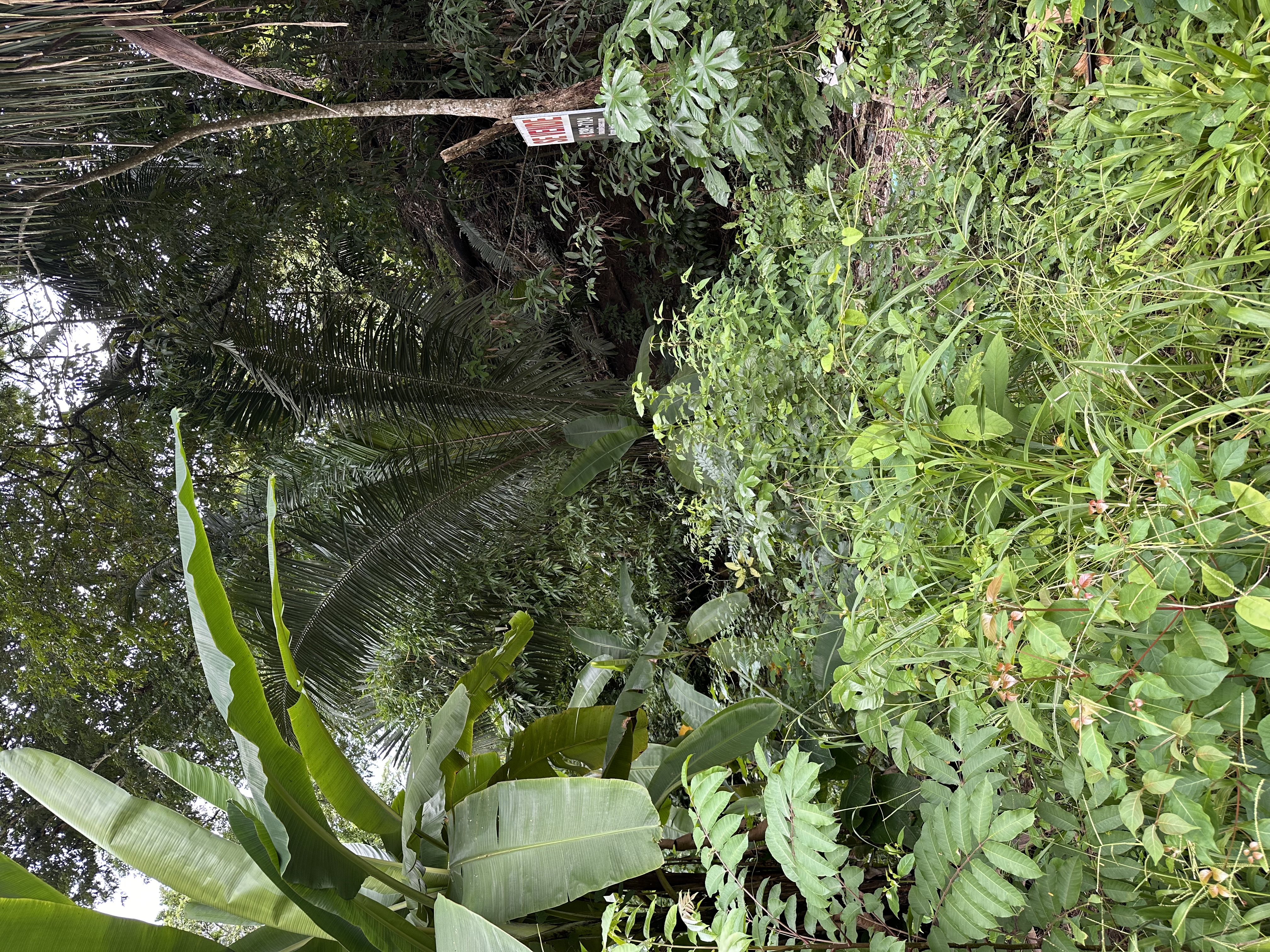 0 bed Land For Sale in Manzanillo, Puntarenas - thumb 4