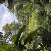  - Manzanillo Commercial Opportunity