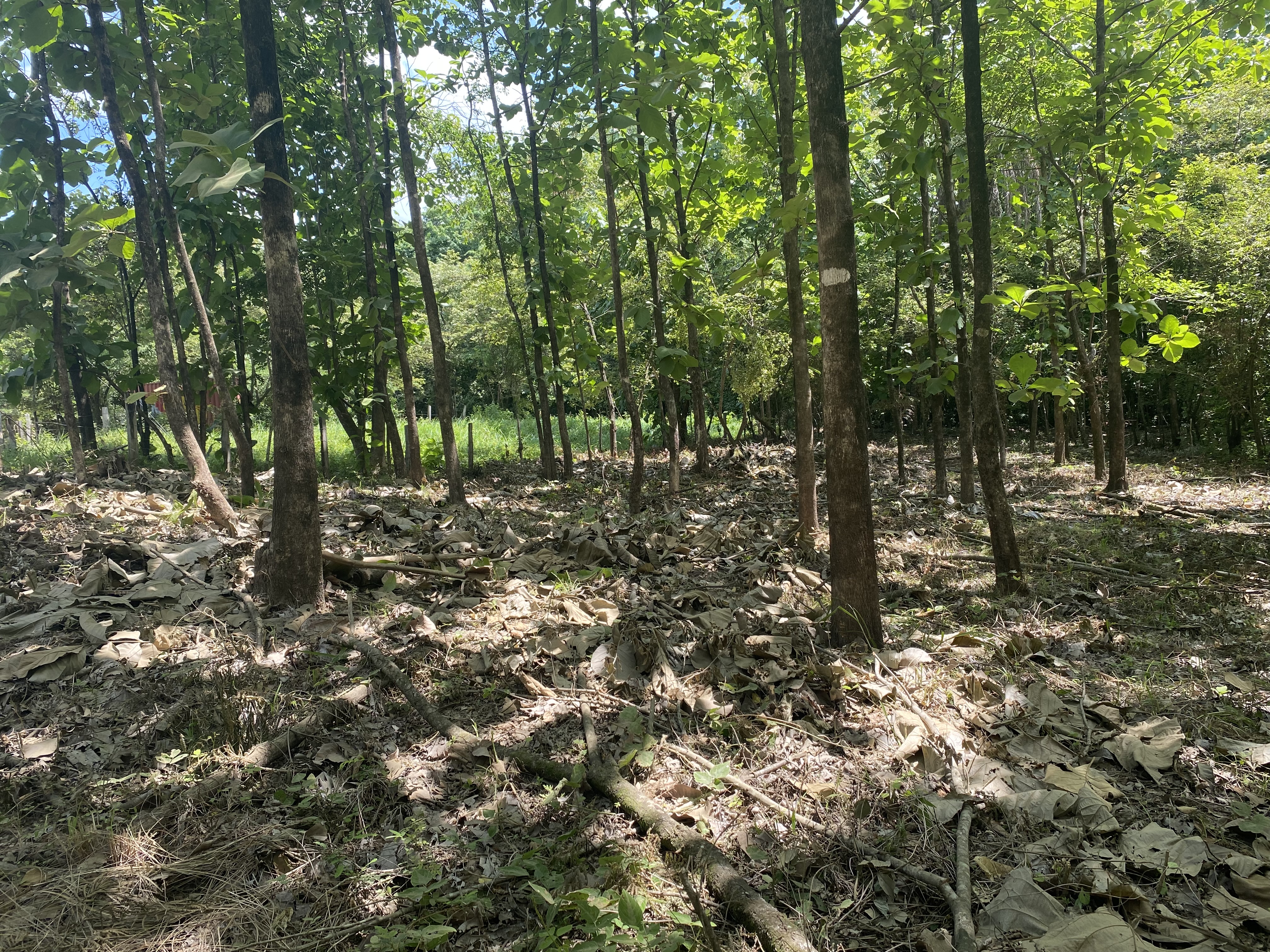 0 bed Land For Sale in Marbella, Guanacaste - thumb 5