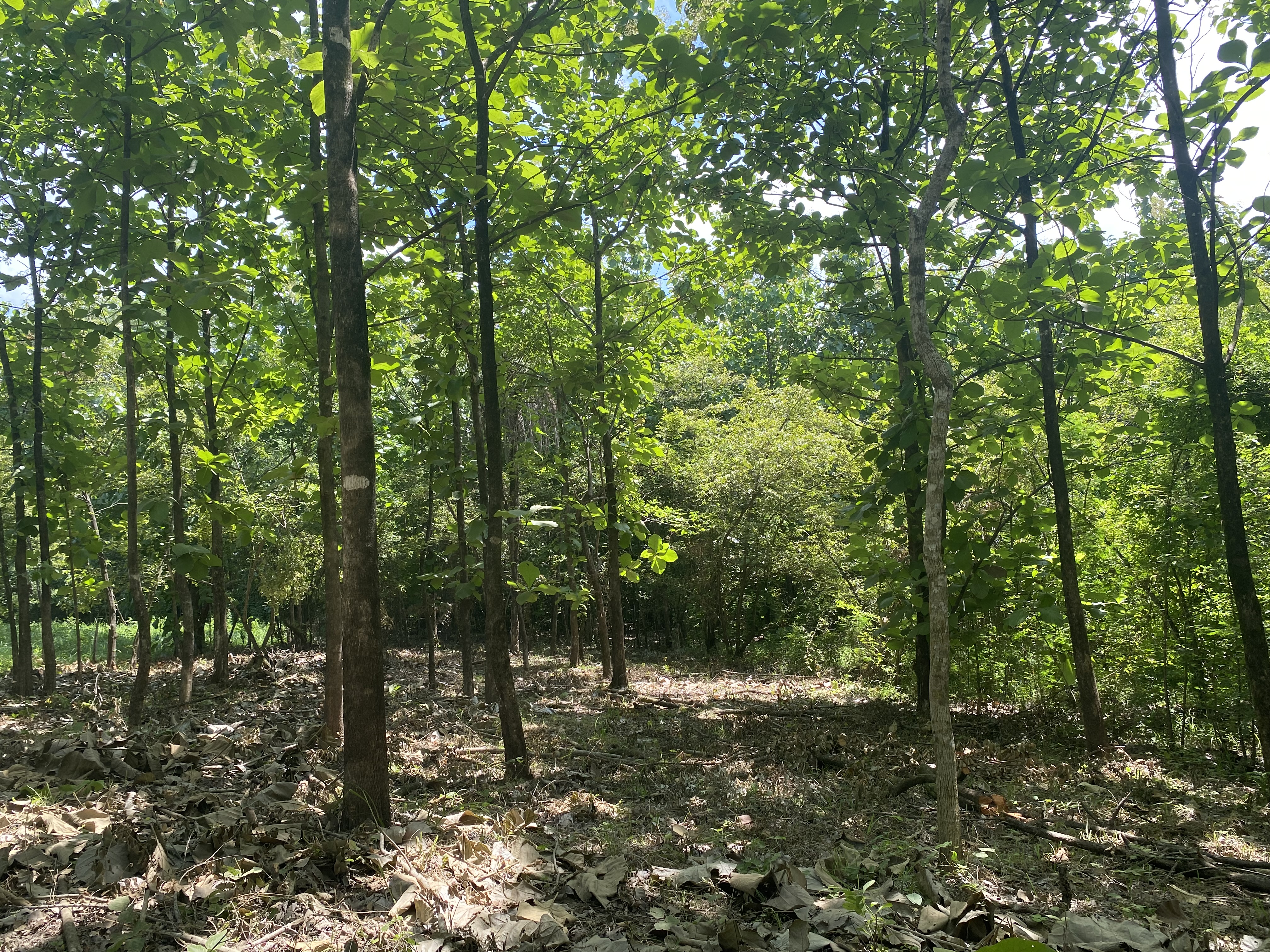 0 bed Land For Sale in Marbella, Guanacaste - thumb 10