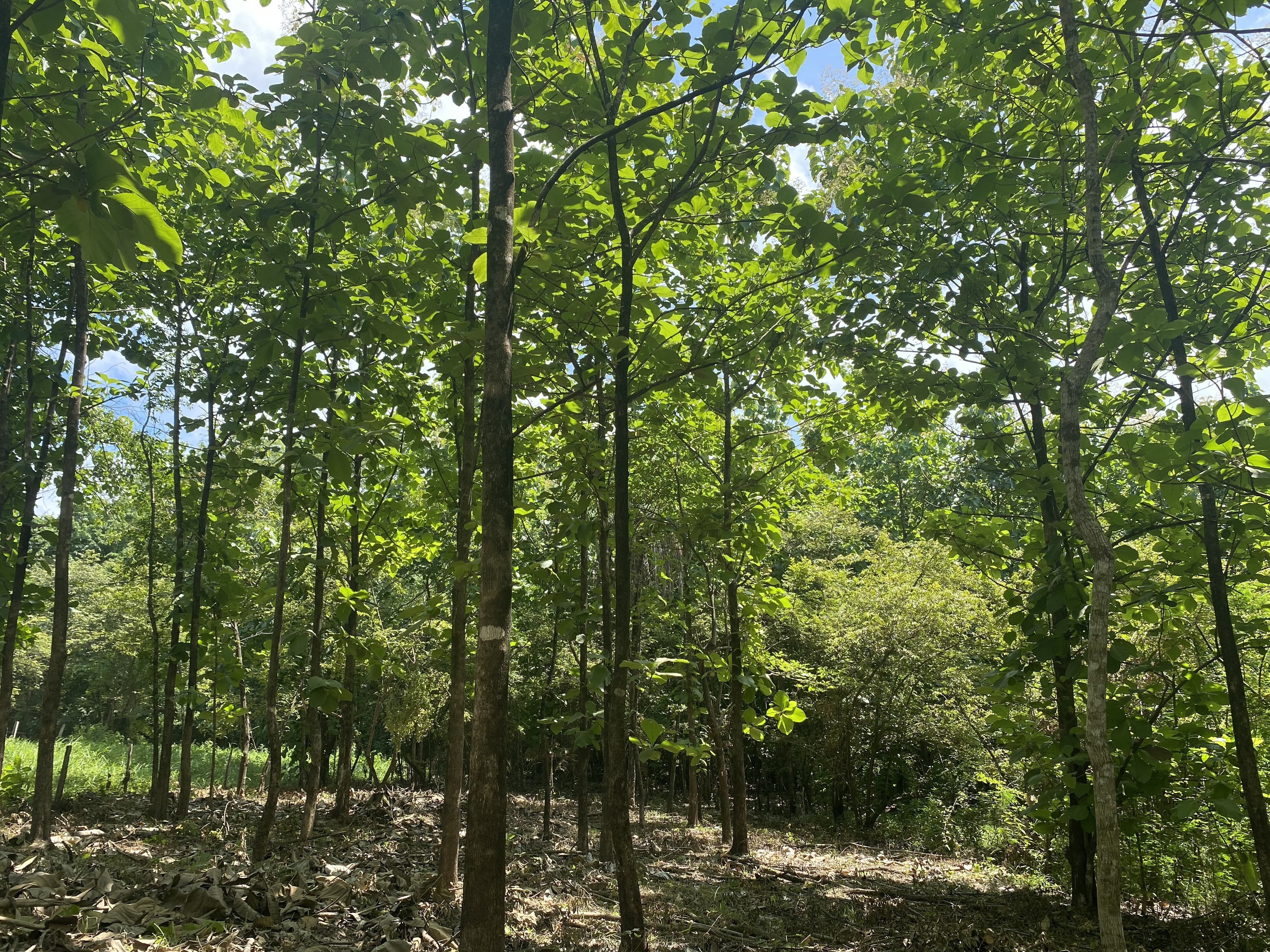 0 bed Land For Sale in Marbella, Guanacaste - thumb 6