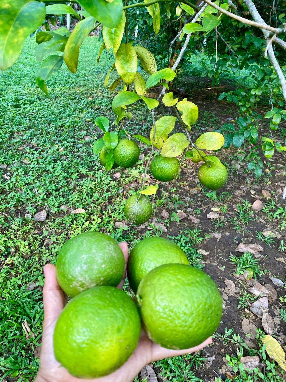 0 bed Land For Sale in Playa San Miguel, Guanacaste - thumb 10