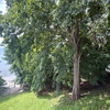  - Own Titled Beachfront Property - Steps from Playa Mantas