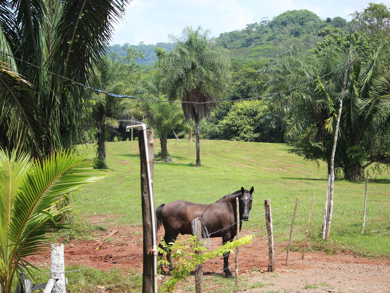0 bed Land For Sale in Playa Coyote, Guanacaste - 1