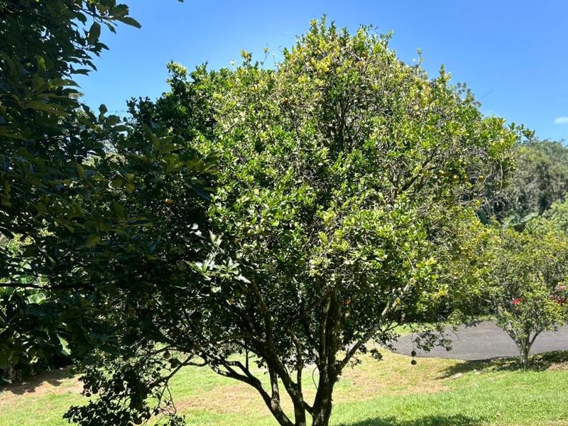 4 bed Single Family Homes For Rent in Atenas, Alajuela - hero 19